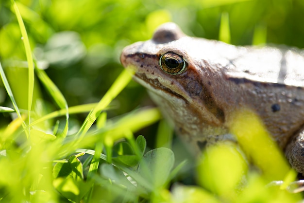 Photo a witty frog sits on the grass under the rays of the sun. swamp frog close-up.