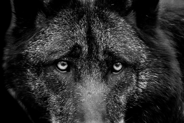 wolf eyes close up eyes of wolf