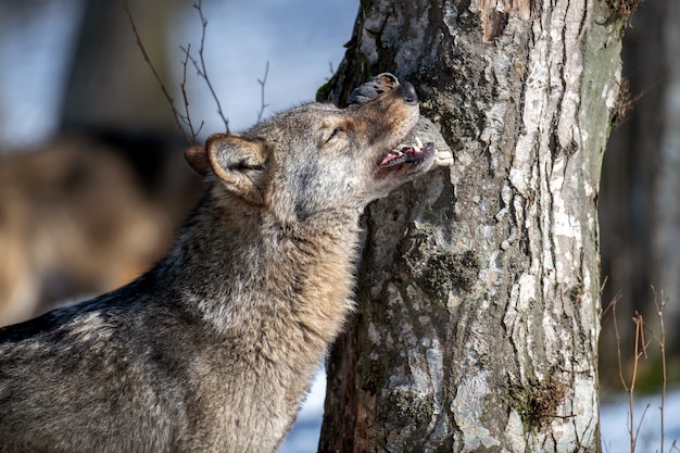 Wolf in the forest up close. Wildlife scene from winter nature. Wild animal in the natural habitat