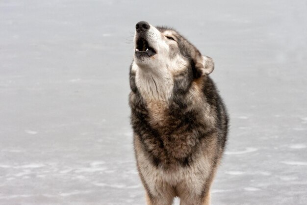 Photo wolf howling howling wolf