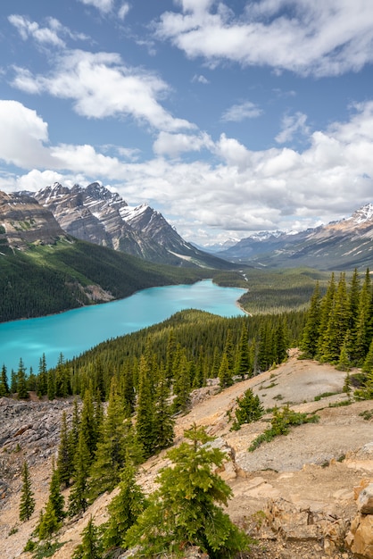 A wolf in Peyto lake Canada