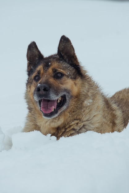 Wolf in the snow in winter