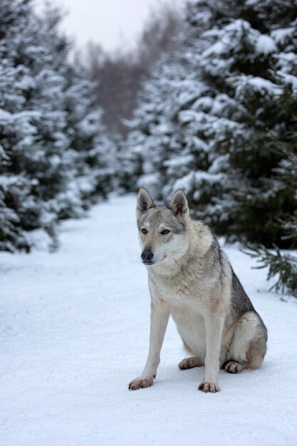 Wolf in a snowy winter forestx9xA