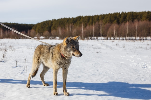 A wolf in winter in a wide field on a leash in the snow against a blue sky