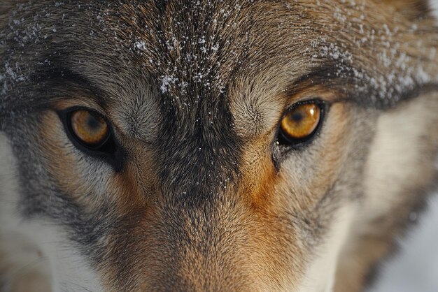 Photo wolfs intense gaze