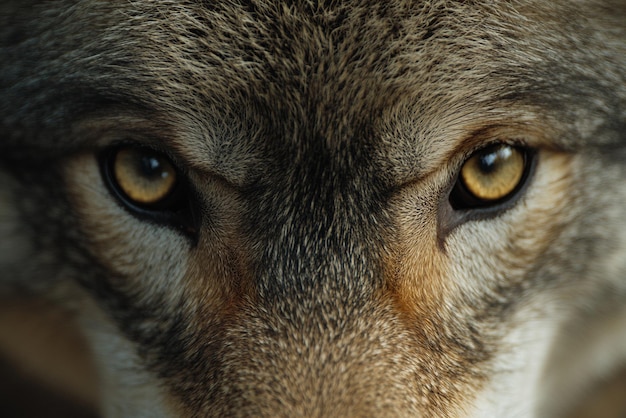 Wolfs Intense Gaze