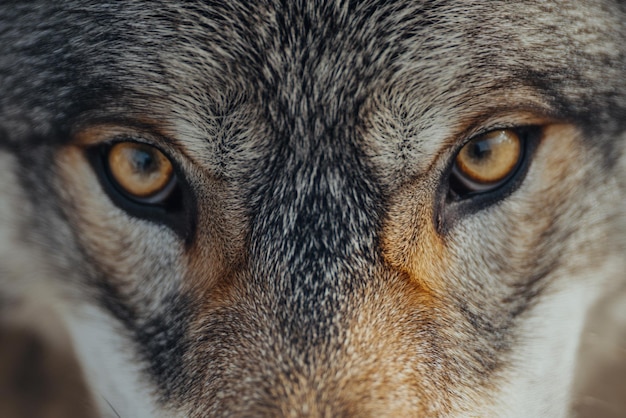 Photo wolfs intense gaze