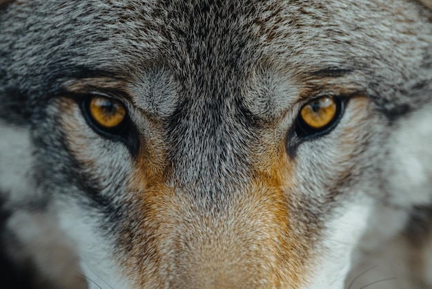 Wolfs Intense Gaze