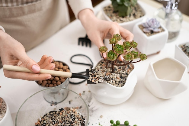 Woman adding soil into pot with Aeonium house while planting potting