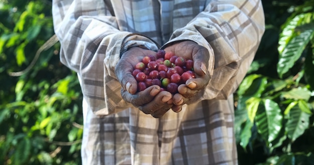 Woman American African farmer showing picked red coffee beans in his hands