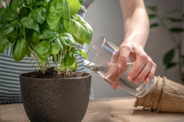 Woman in an apron is watering seedlings of a green basil that grows in a pot There are gardening tools soil on the table with craft paper Agricultural concept hobby