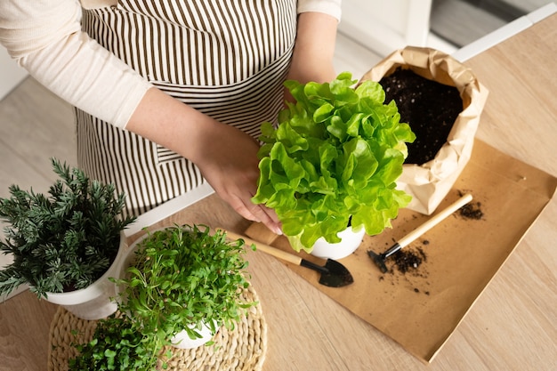 A woman in an apron plants a green Lettuce in a pot of soil in the kitchen. Homemade vegetable garden made from lettuce, rosemary and microgreens.