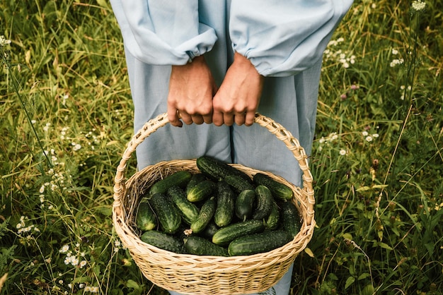 A woman in a blue dress holds a wicker basket with fresh farm cucumbers in her hands 2