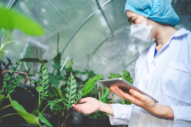 Woman botanist working in greenhouse for gardening a agriculture plant, female florist people in botany lifestyle with nature, horticulture in organic glasshouse with flower growth