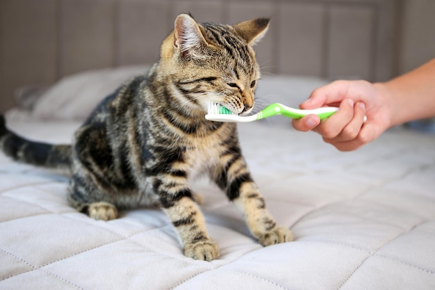 A woman brushes a cat's teeth with a toothbrush