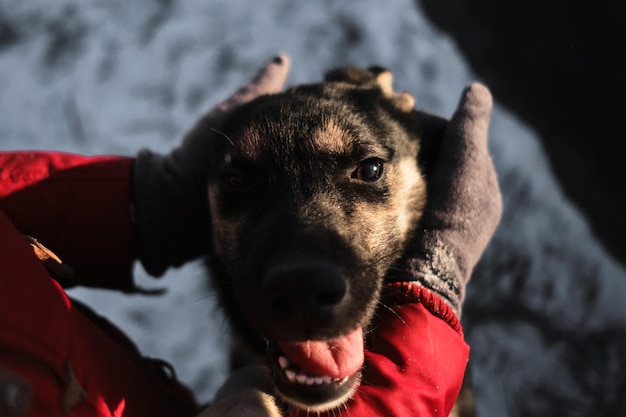 Woman came to an animal shelter to choose a dog for herself