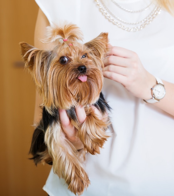  woman caressing charming Yorkie terrier pet  