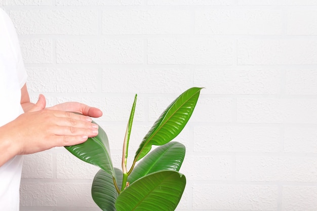 Woman cleaning dust off plant with hand