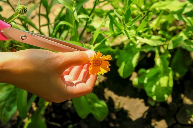 a woman collects medicinal plant calendula for harvesting. marigold flowers bloom in the garden