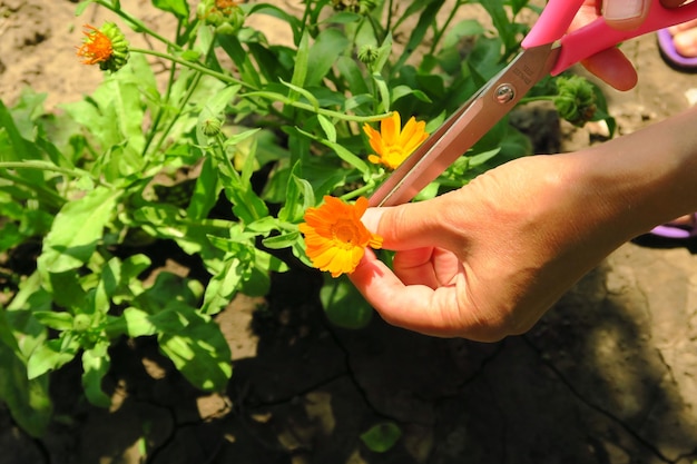 a woman collects medicinal plant calendula for harvesting. marigold flowers bloom in the garden