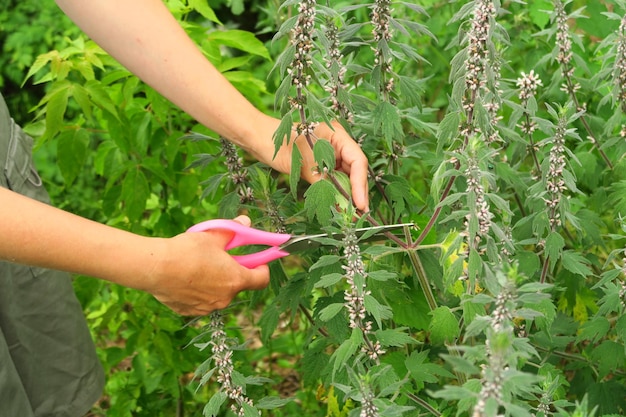 a woman collects a medicinal plant motherwort in the field