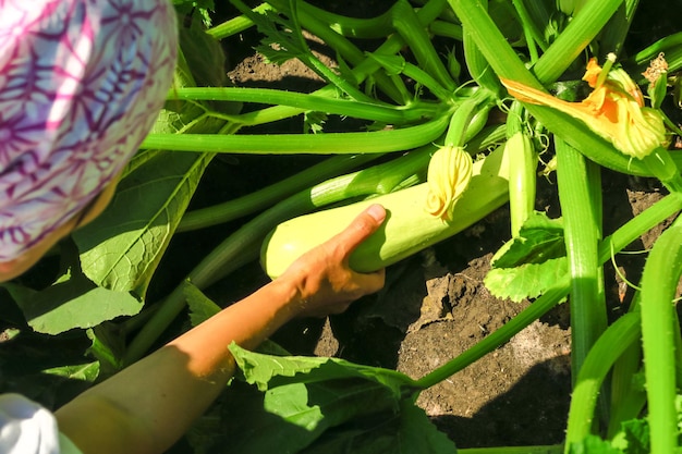 a woman collects ripe zucchini in the garden cultivation of vegetables concept