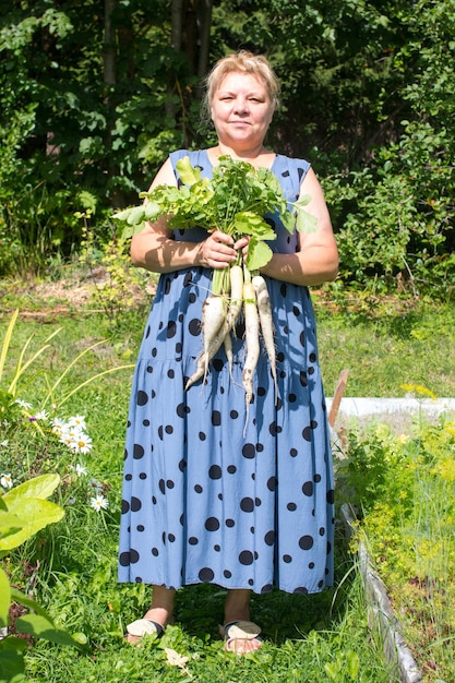 A woman collects white daikon radishes in the garden A woman with a harvest of radishes