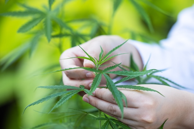 Woman controls marijuana plants. Hemp field in garden. Focus on leaves holded by hands