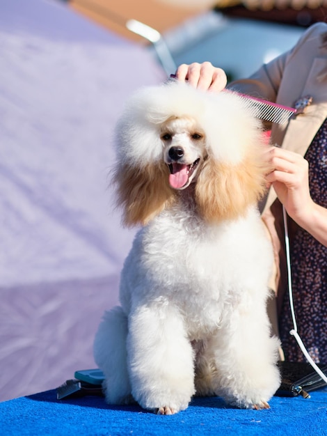 A woman corrects the coat of a poodle dog in closeup