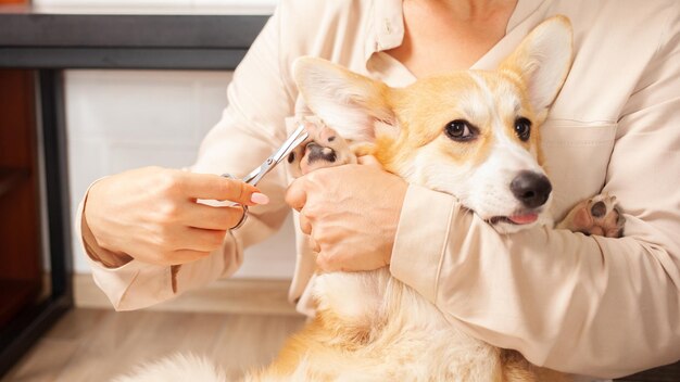 Photo woman cuts hair on paws of corgi caring for dog taking care of pets love hygiene