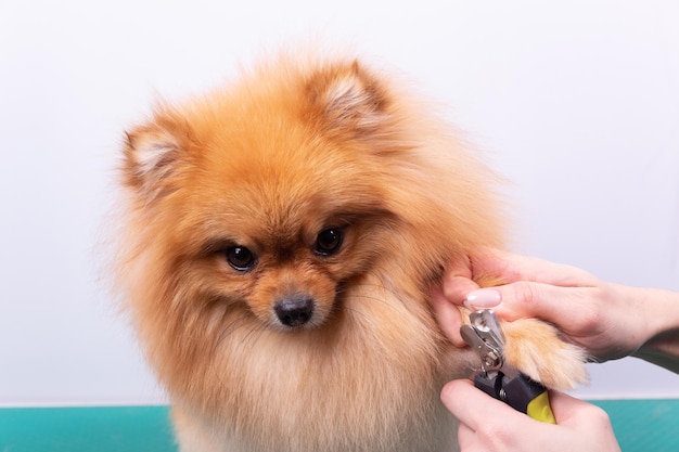 A woman cuts her claws on a Pomeranian dog