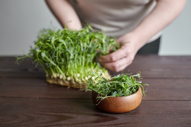 Woman cuts pea microgreens young shoots with scissors in bowl on brown wooden table