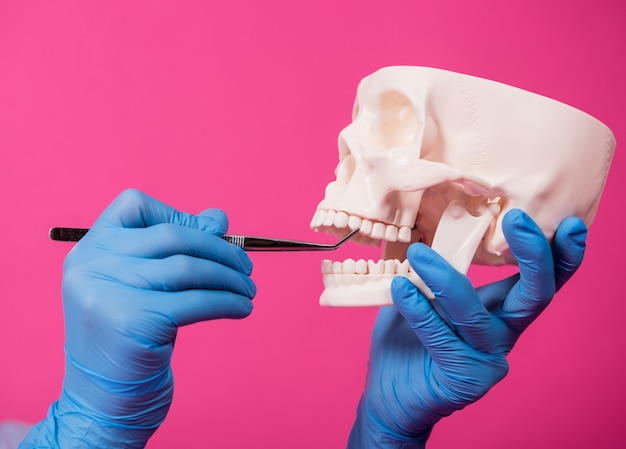 Woman dentist examines the oral cavity of the artificial skull with sterile dental instruments