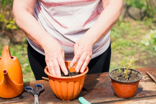 Woman of european appearance transplants a young green flower in brown pots and garden tools