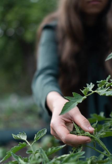 Woman examines the leaves and flowers of tomatoes