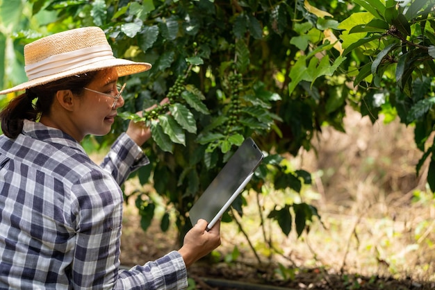 Woman farmer check arabica coffee beans with tablet farmer berries with agriculturist hands Robusta