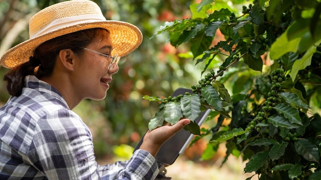 Woman farmer check arabica coffee beans with tablet farmer berries with agriculturist hands Robusta