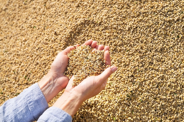 Woman farmer checks the quality of barley grain after harvest holding the grain in her palms Agriculture business harvest