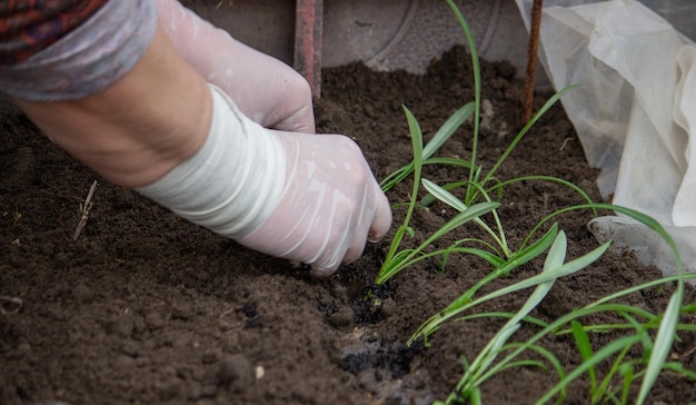 A woman farmer plants flower seedlings