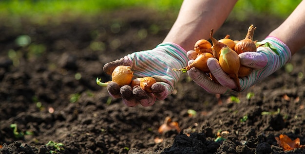 A woman farmer plants onions in her garden Selective focus