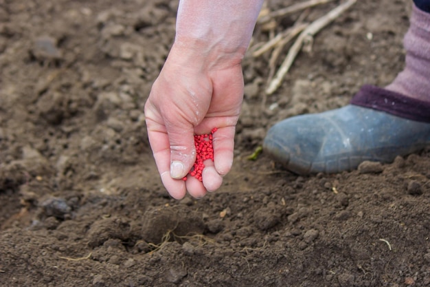 Woman farmer sows beet seeds