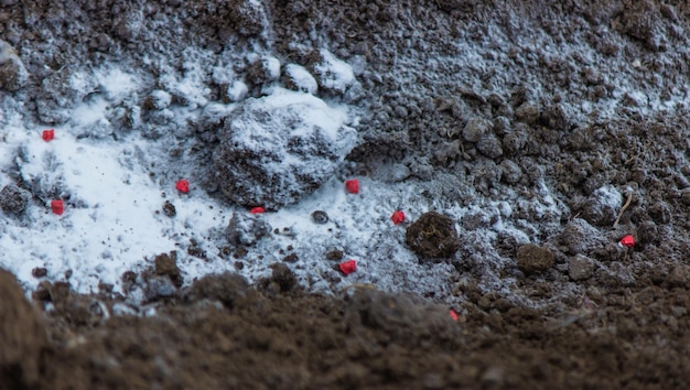 Woman farmer sows beet seeds