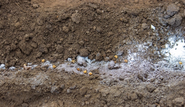 Woman farmer sows beet seeds