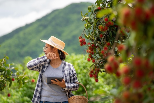 Woman Farmer tired when she working with Tablet for checking quality of Rambutan fruit at Farming