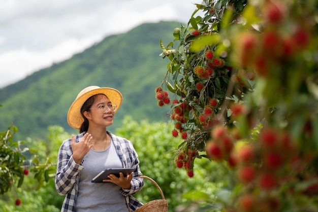 Woman Farmer tired when she working with Tablet for checking quality of Rambutan fruit at Farming