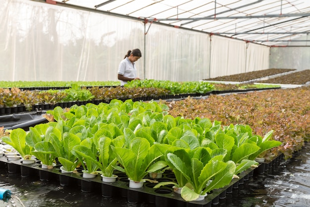 Woman farmer in Vegetables hydroponics farm