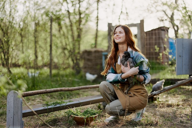 A woman farmer in work clothes is holding a young chicken and inspecting a feeder with organic organic chicken food on the farm on a sunset summer day