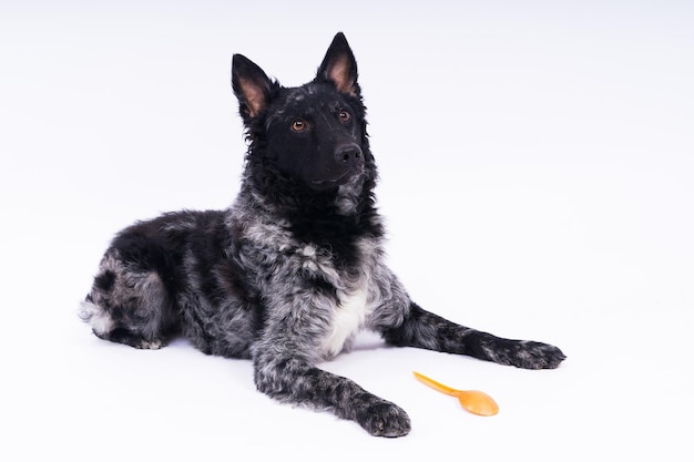 Woman feeding mudi dog on the studio or at home closeup