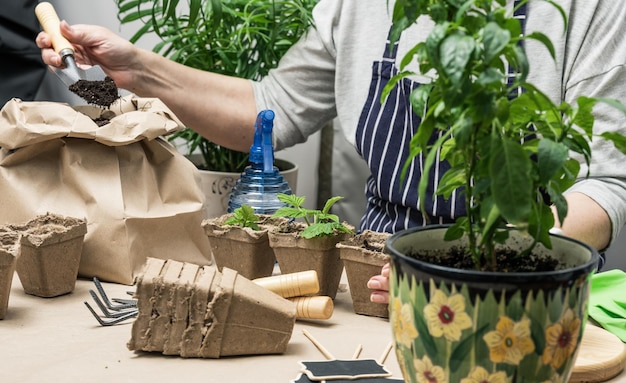 Woman filling paper cardboard cups with soil for planting seeds at home