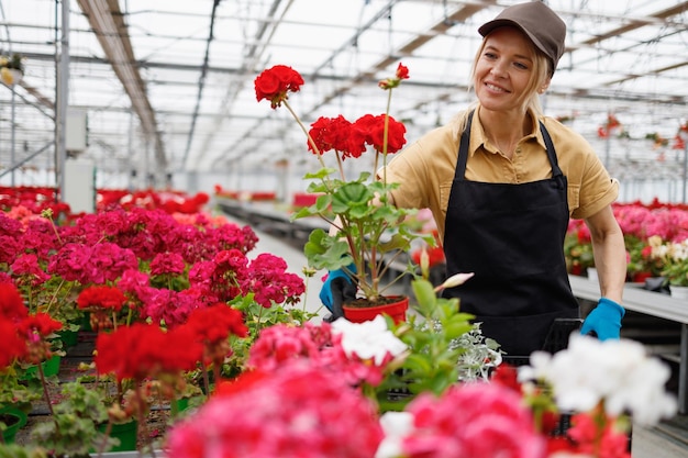 Woman florist chooses geranium flowers in a greenhouse and puts them in a box